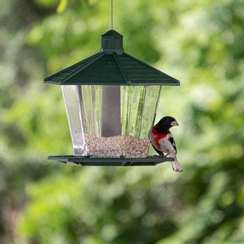 Hanging Seed Bird Feeder