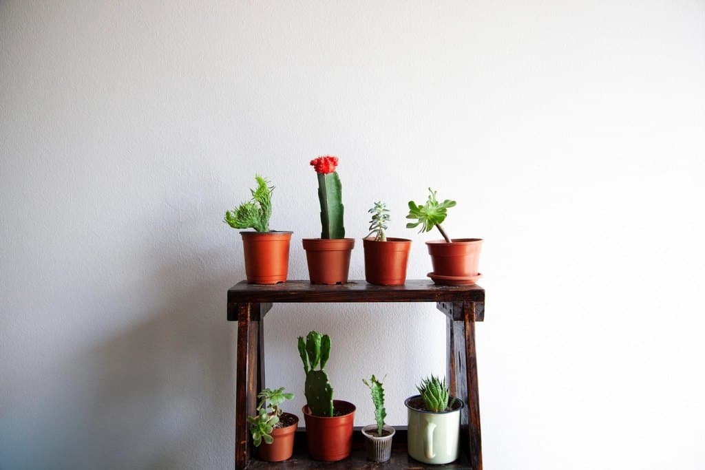 Dark Wood Plant Stand